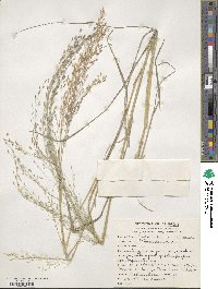 Eragrostis tef image