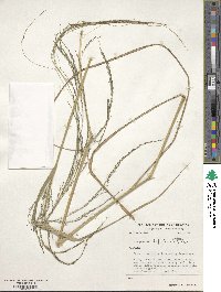 Eragrostis tef image