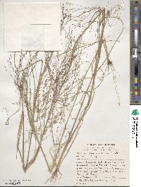 Eragrostis tef image