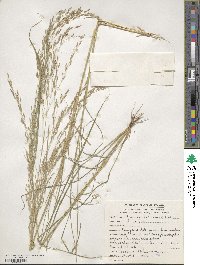 Eragrostis tef image