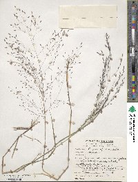 Eragrostis tef image