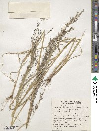 Eragrostis tef image