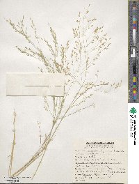 Eragrostis tef image