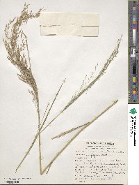 Eragrostis tef image