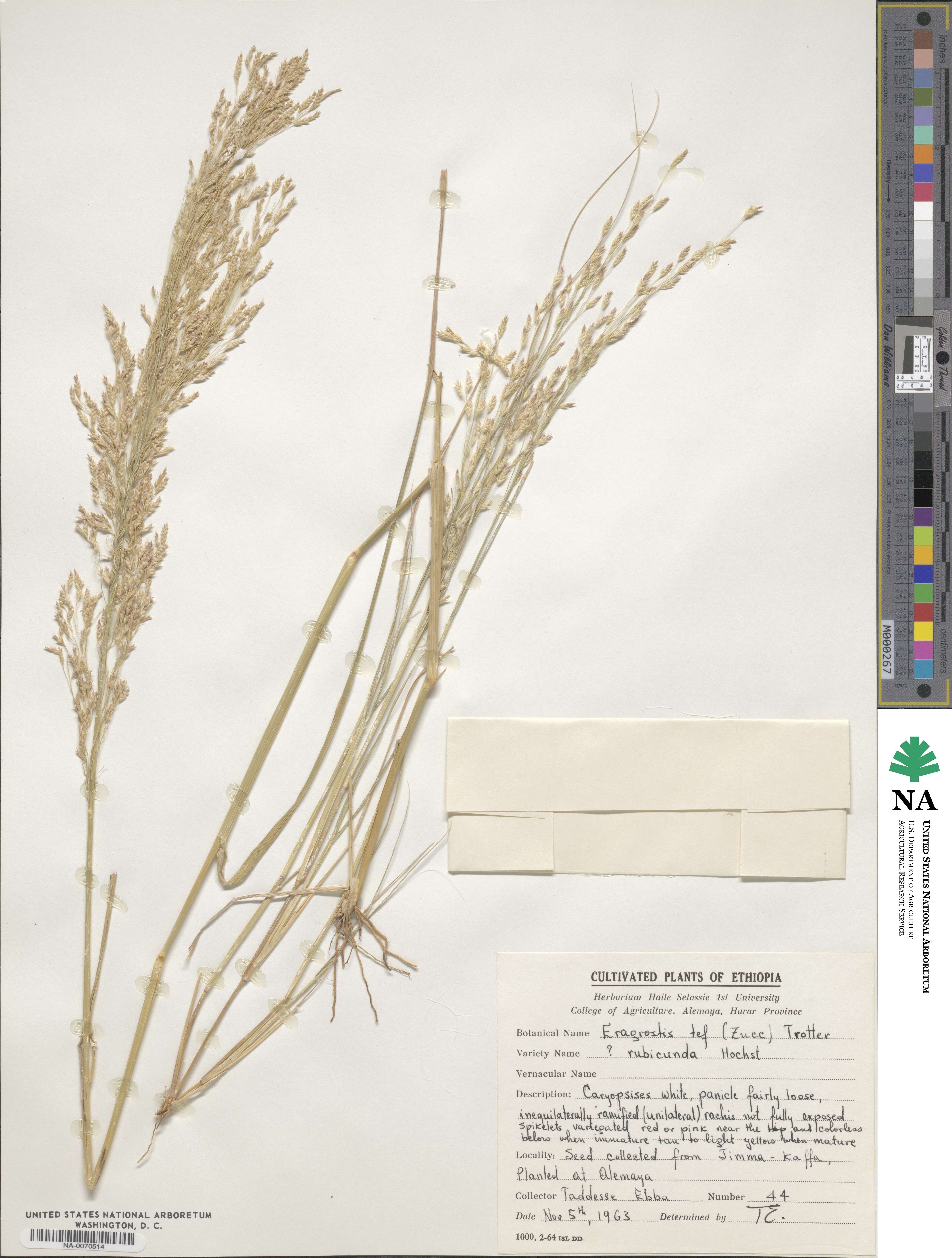 Eragrostis tef image