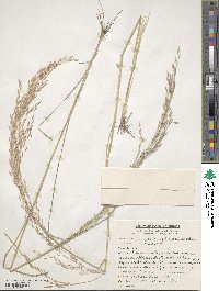 Eragrostis tef image