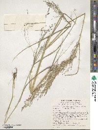 Eragrostis tef image