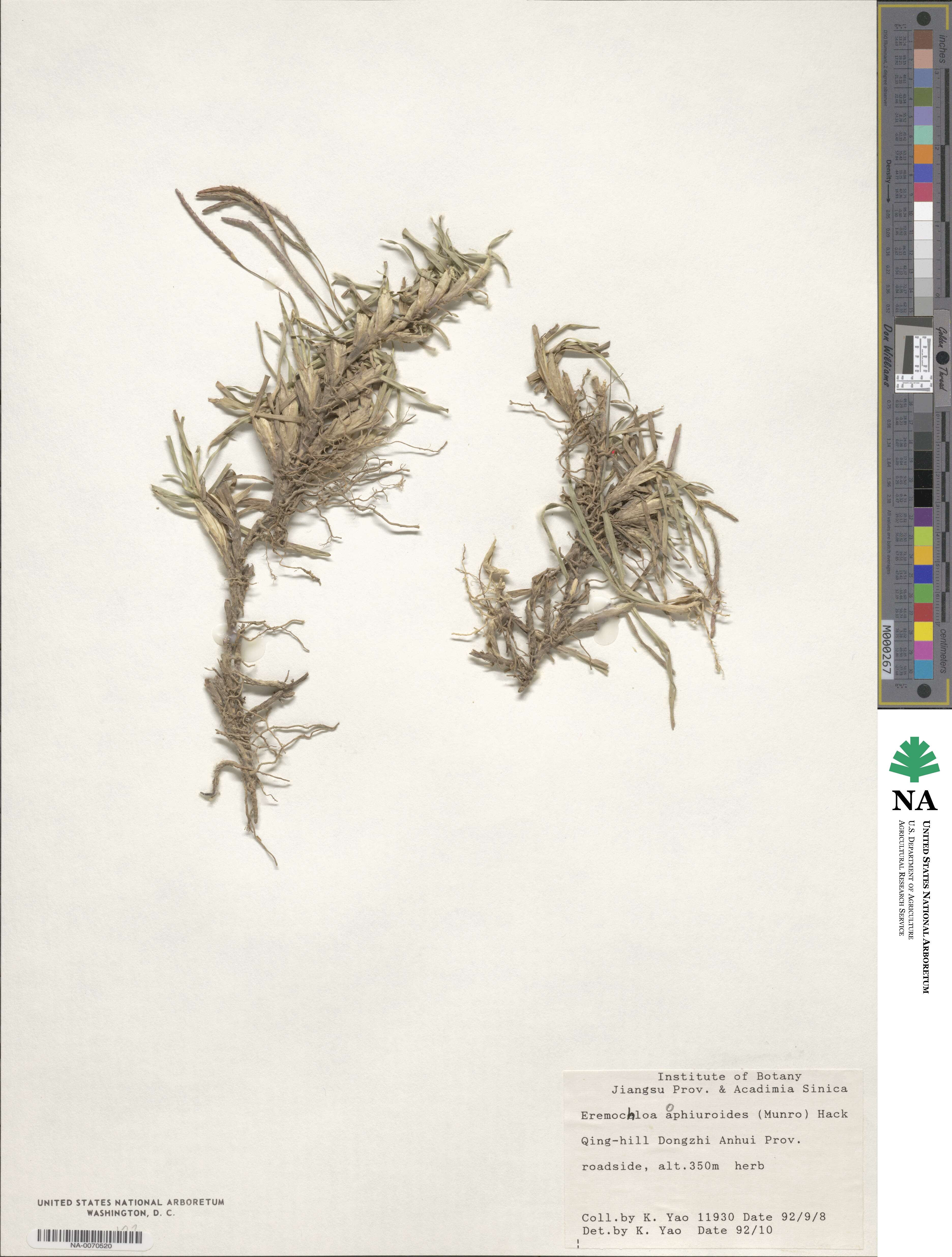 Eremochloa ophiuroides image