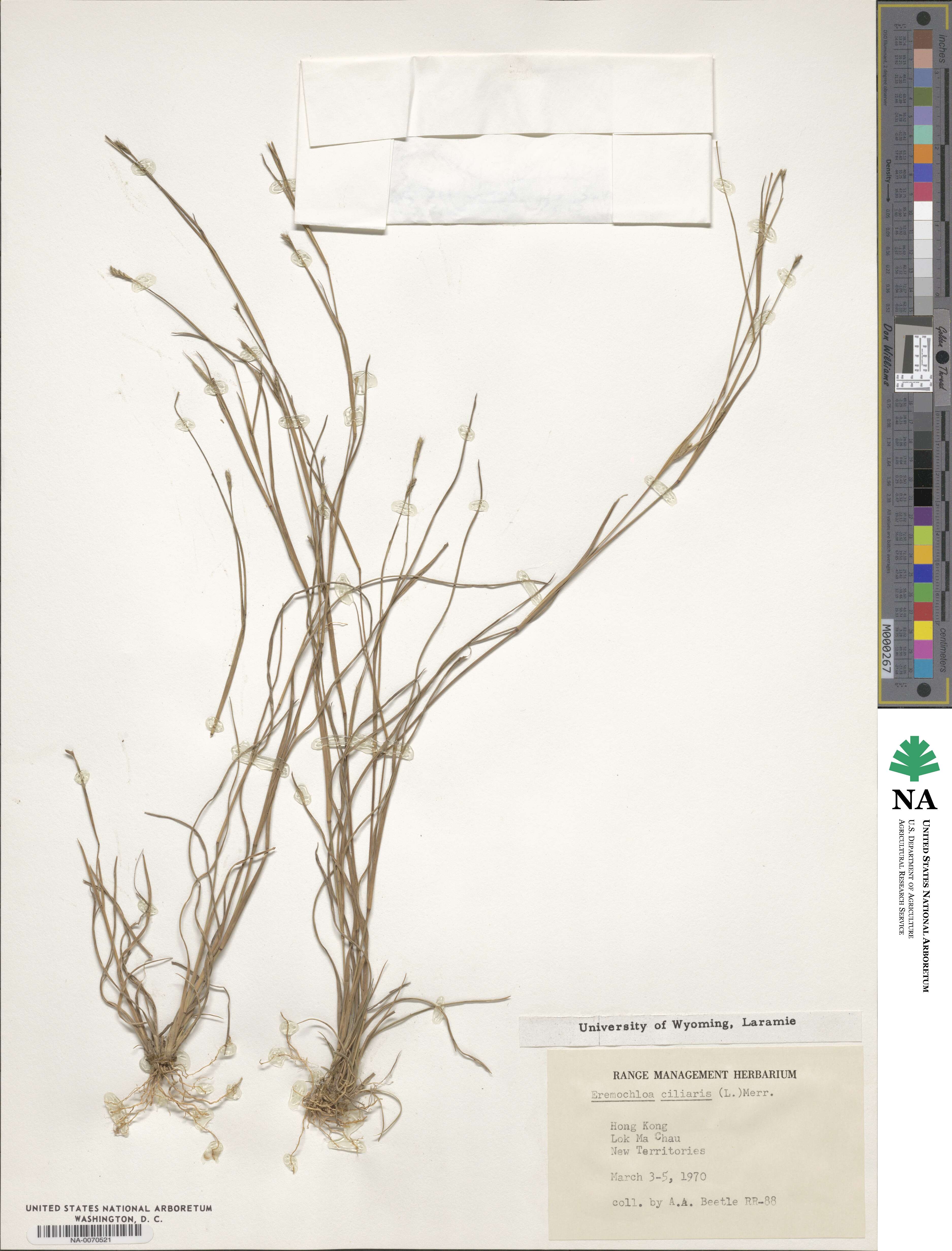 Eremochloa ciliaris image