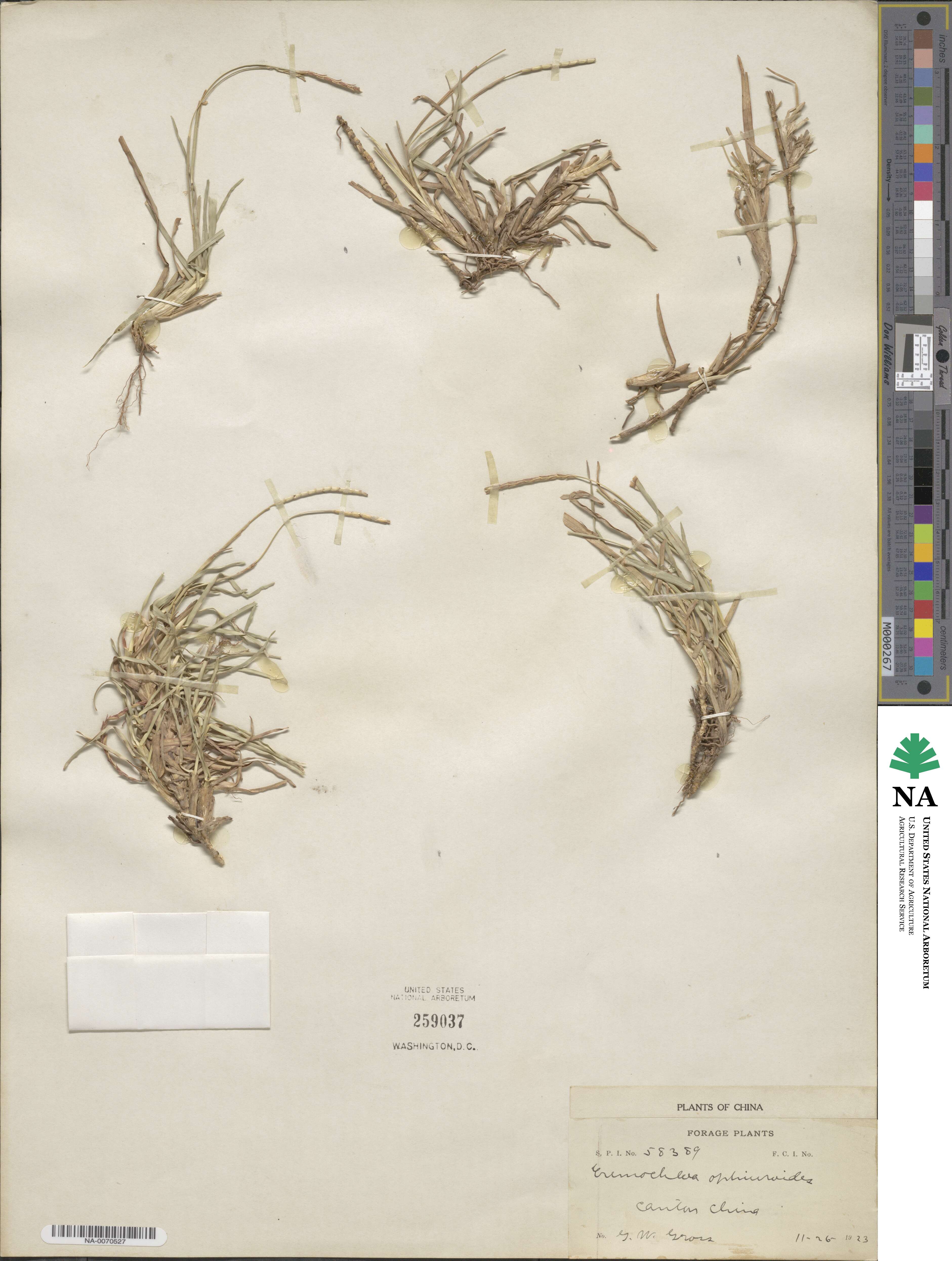 Eremochloa ophiuroides image