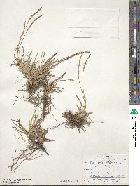 Eremochloa ophiuroides image