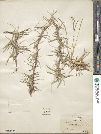 Eremochloa ophiuroides image