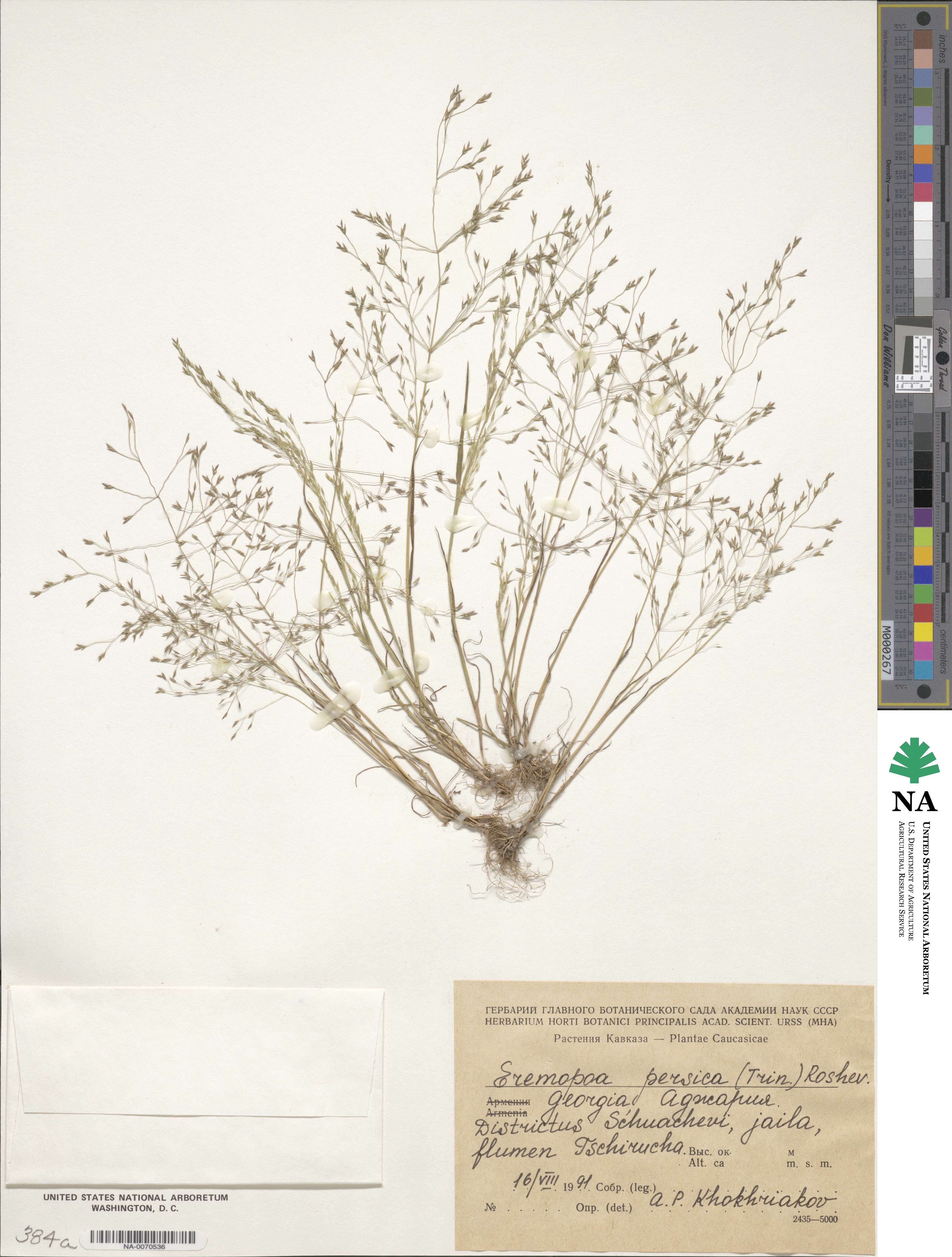 Poa persica image