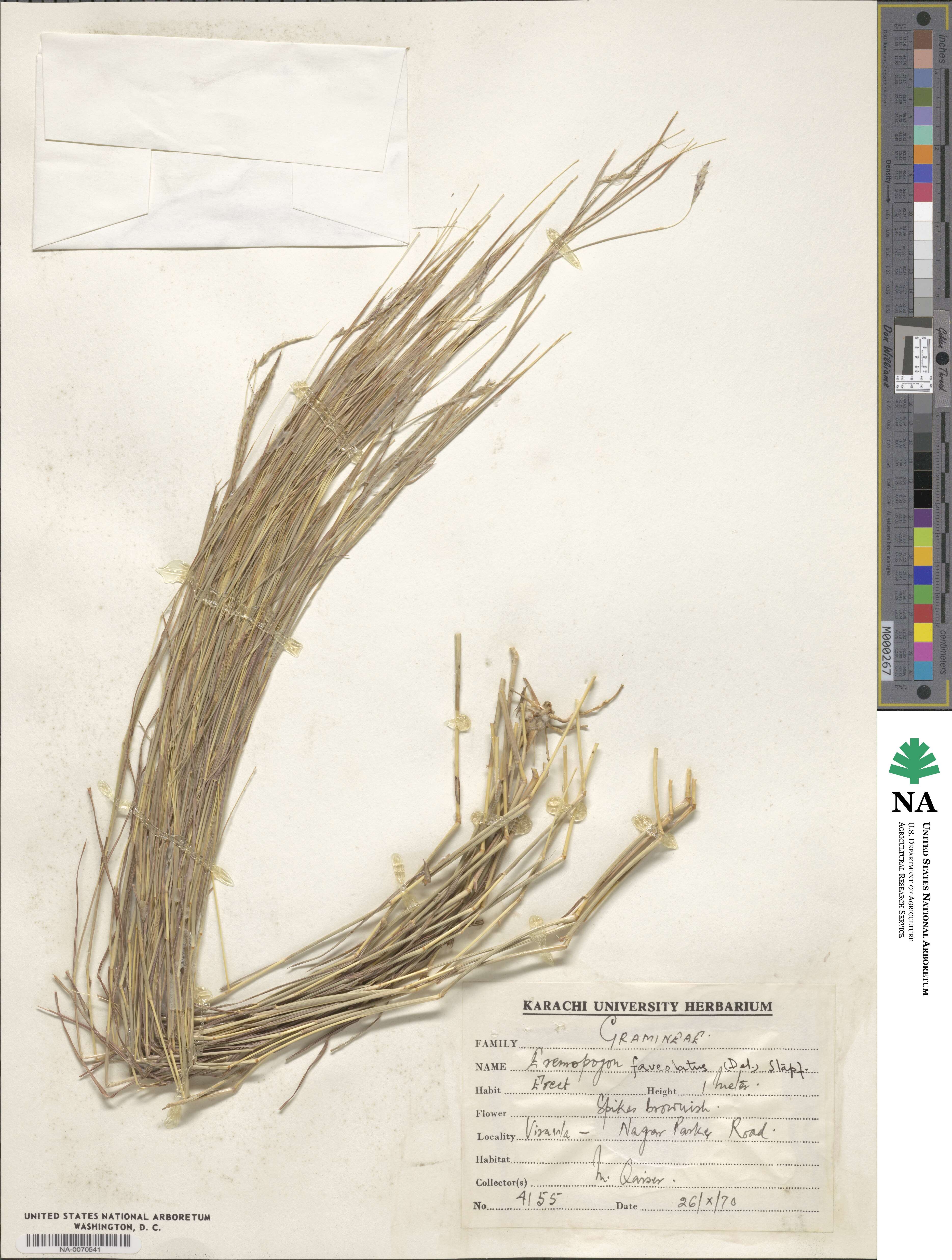 Dichanthium foveolatum image