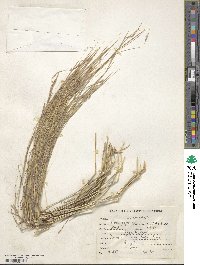 Dichanthium foveolatum image