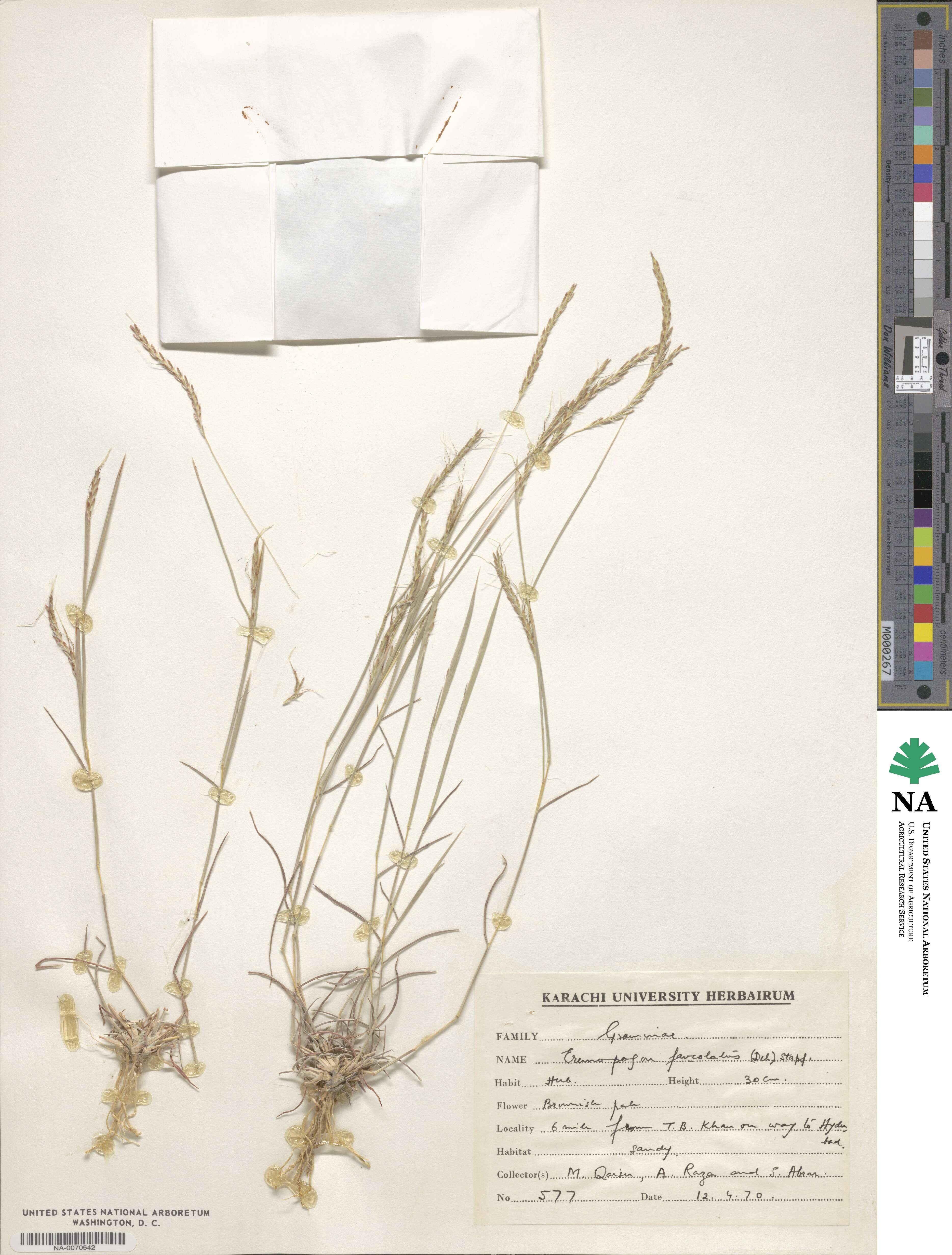 Dichanthium foveolatum image