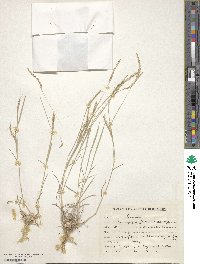 Dichanthium foveolatum image