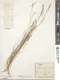 Eriachne pallescens image