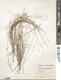 Eriachne pallescens image