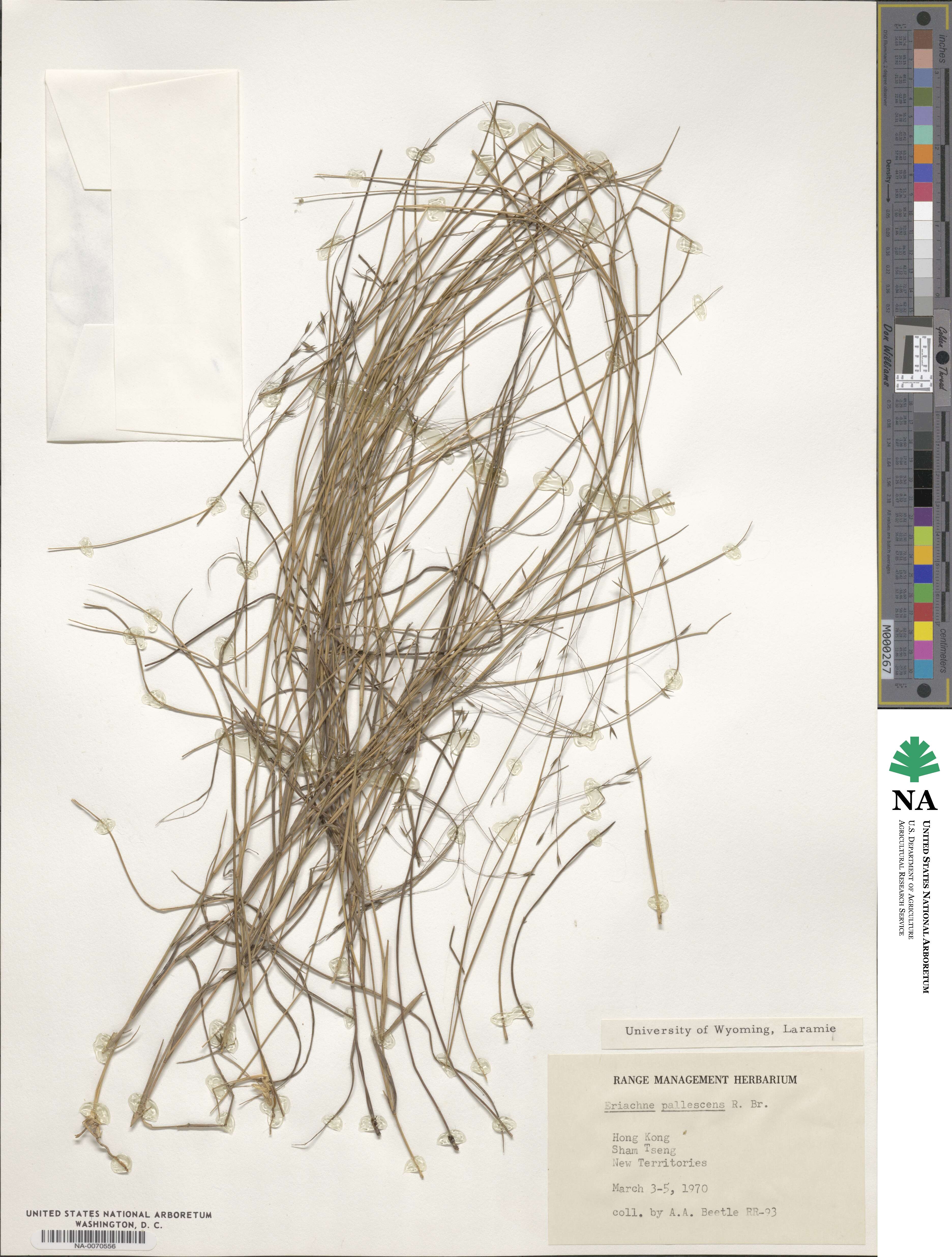 Eriachne pallescens image
