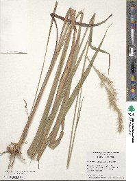 Image of Erianthus alopecuroides