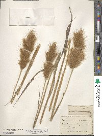 Erianthus alopecuroides image