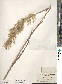 Erianthus alopecuroides image