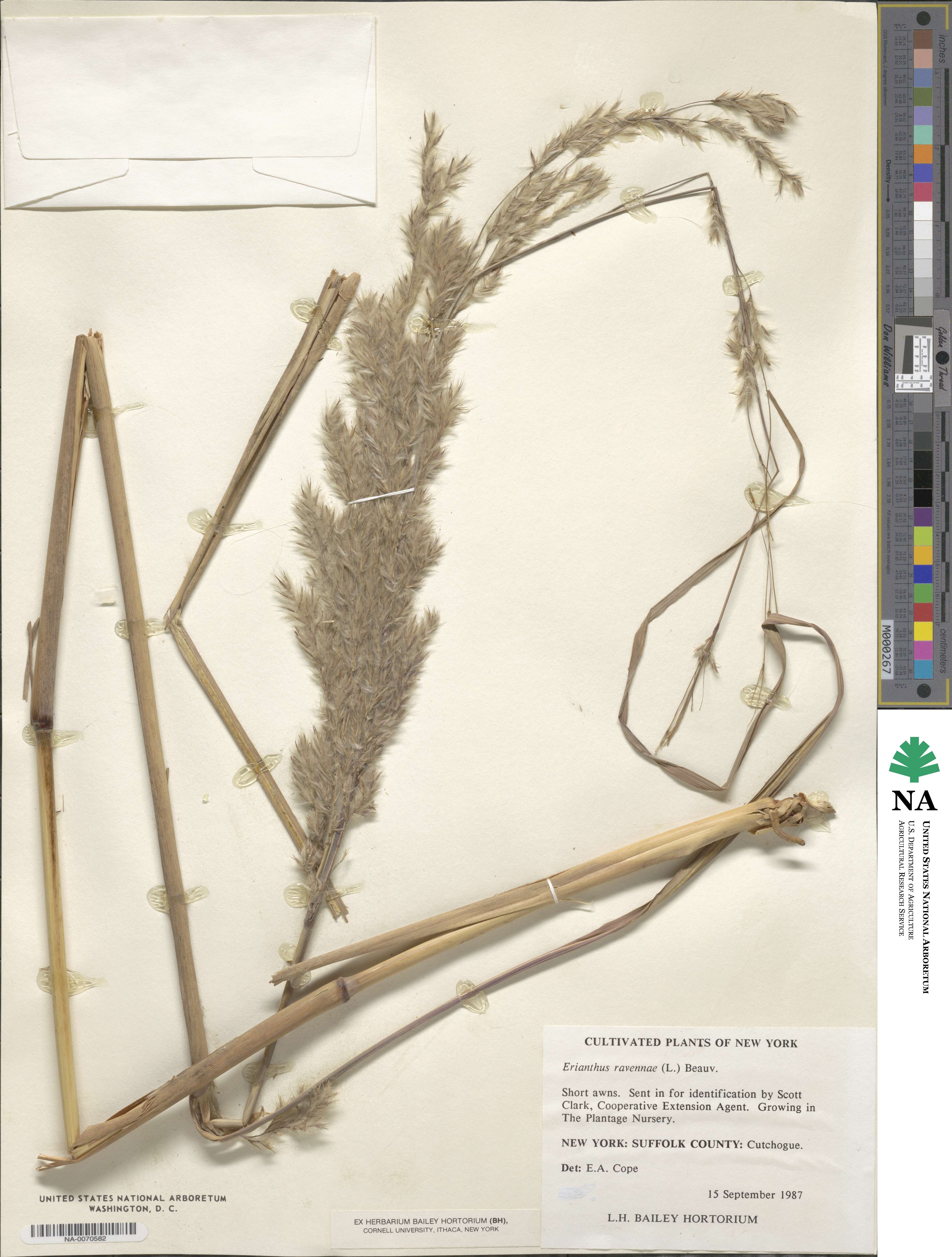 Tripidium ravennae image