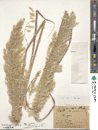 Tripidium ravennae image