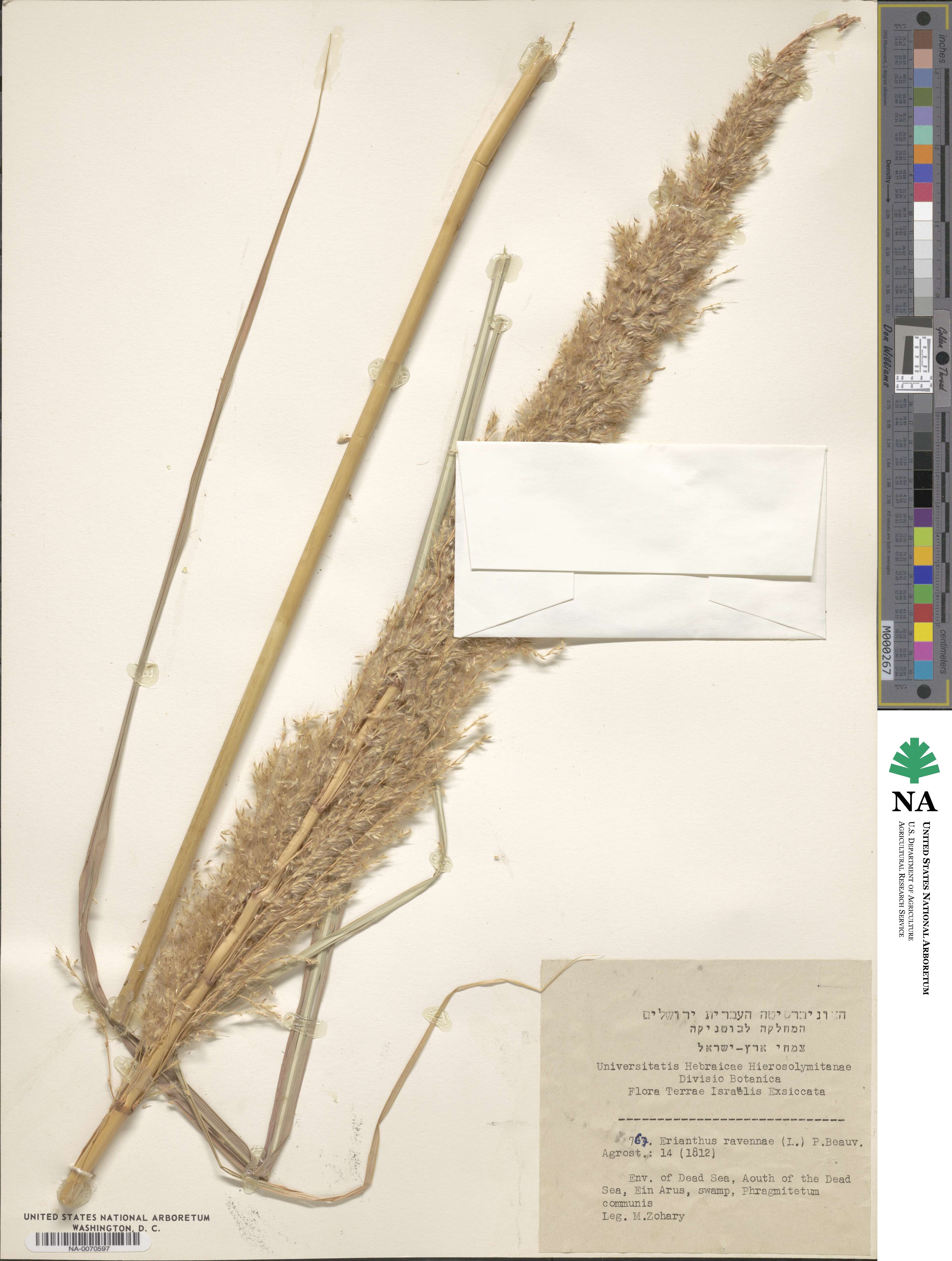 Tripidium ravennae image