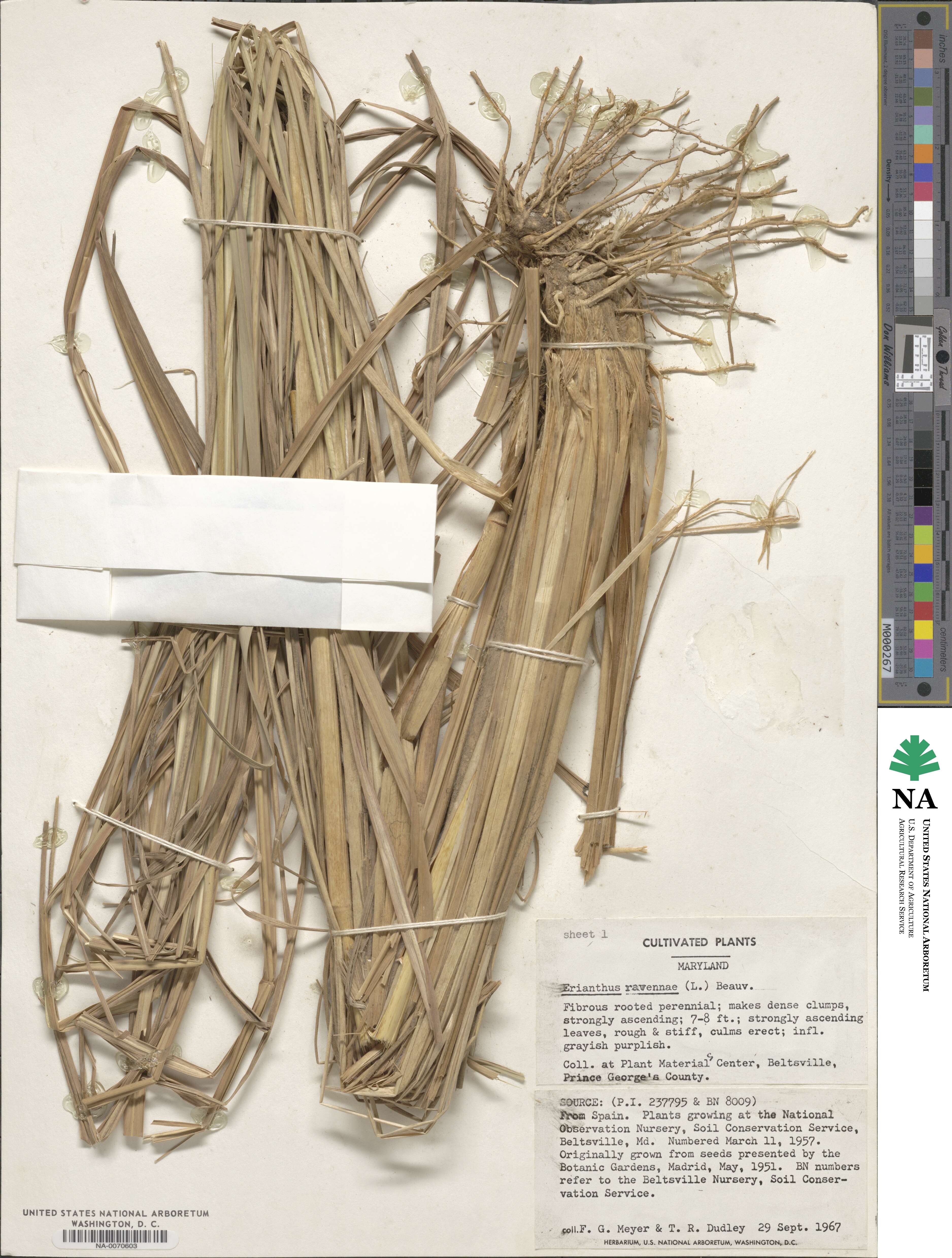 Tripidium ravennae image
