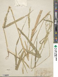 Eriochloa acuminata image