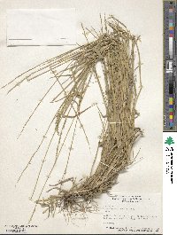 Eriochloa contracta image