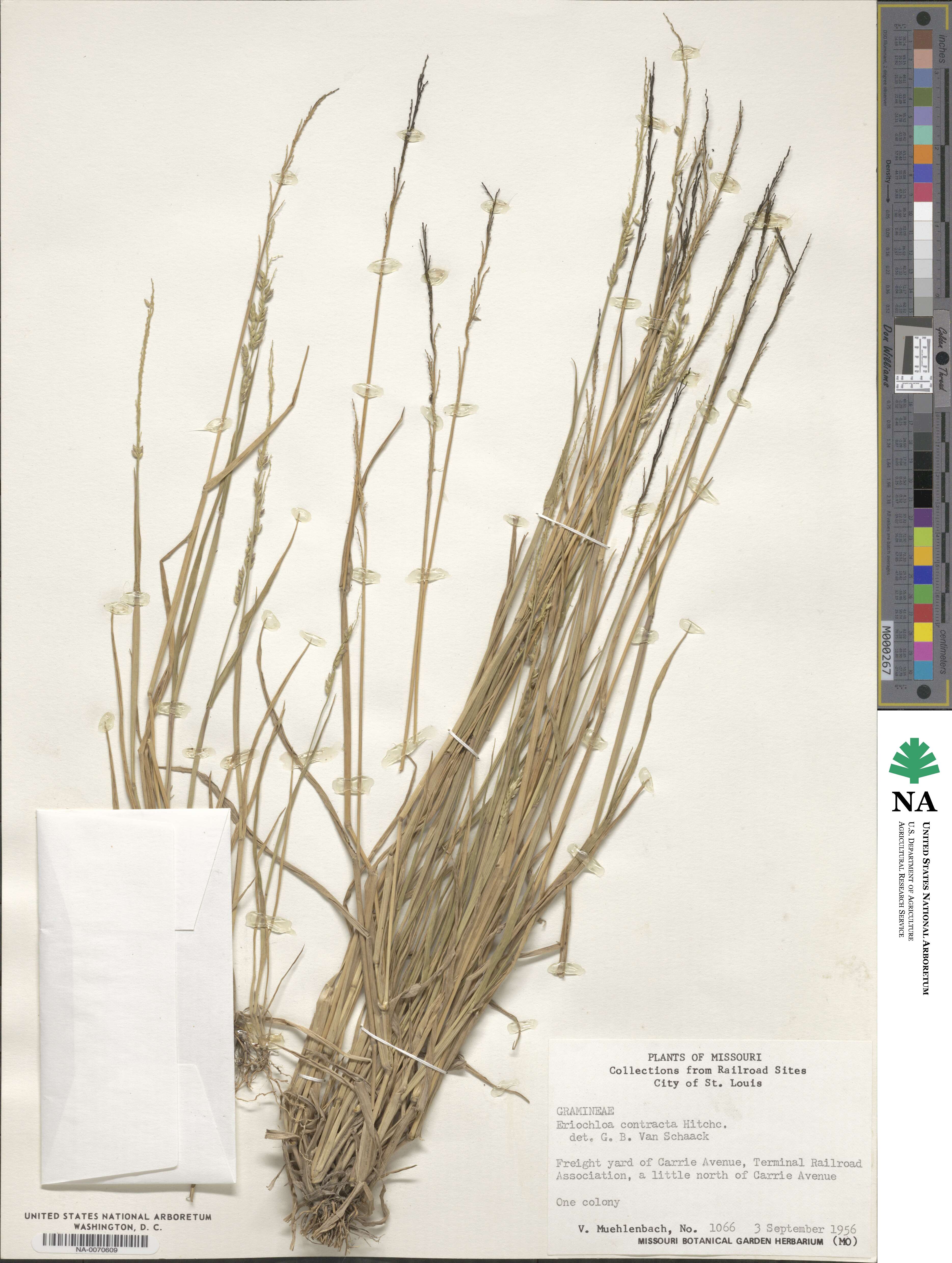 Eriochloa contracta image