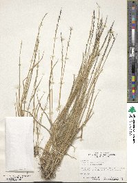 Eriochloa contracta image