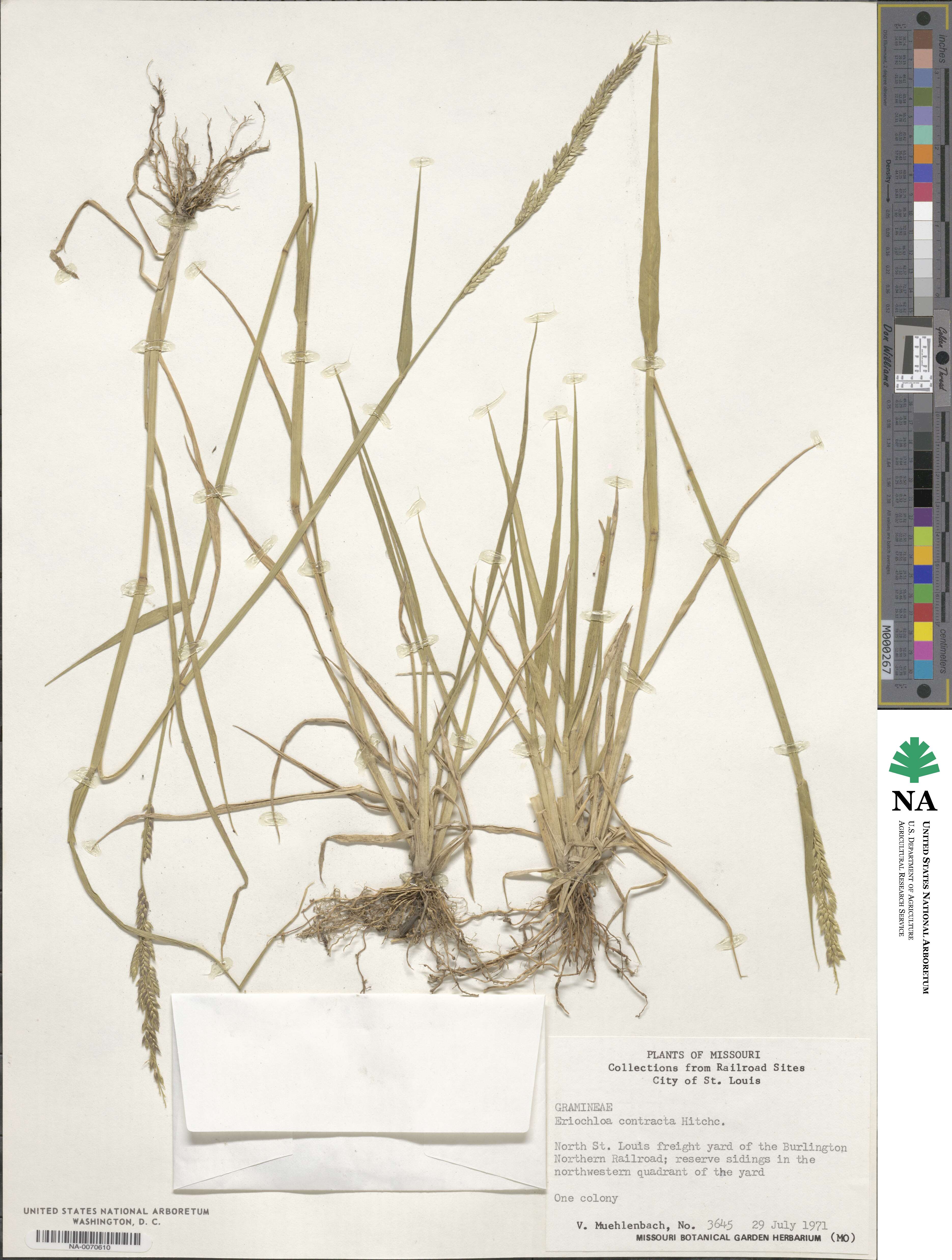 Eriochloa contracta image