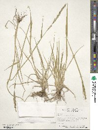 Eriochloa contracta image