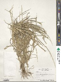 Eriochloa contracta image