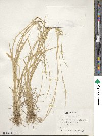 Eriochloa contracta image