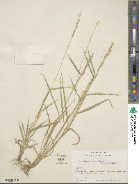 Eriochloa contracta image