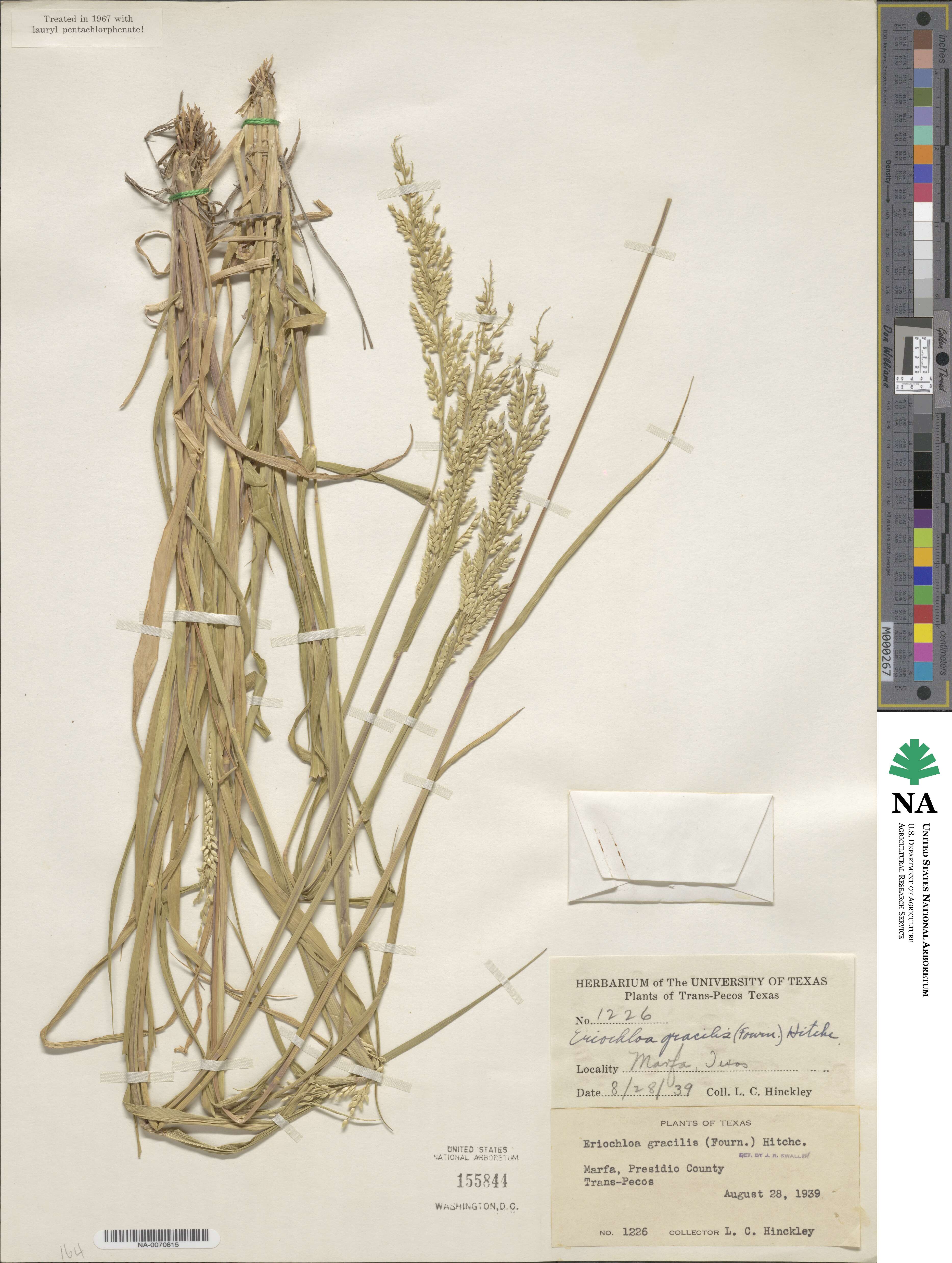 Eriochloa acuminata image