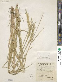 Eriochloa acuminata var. acuminata image