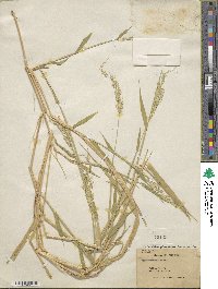 Eriochloa acuminata var. acuminata image