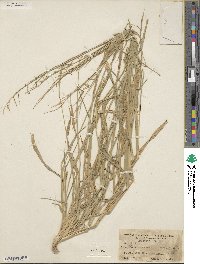 Image of Eriochloa acuminata