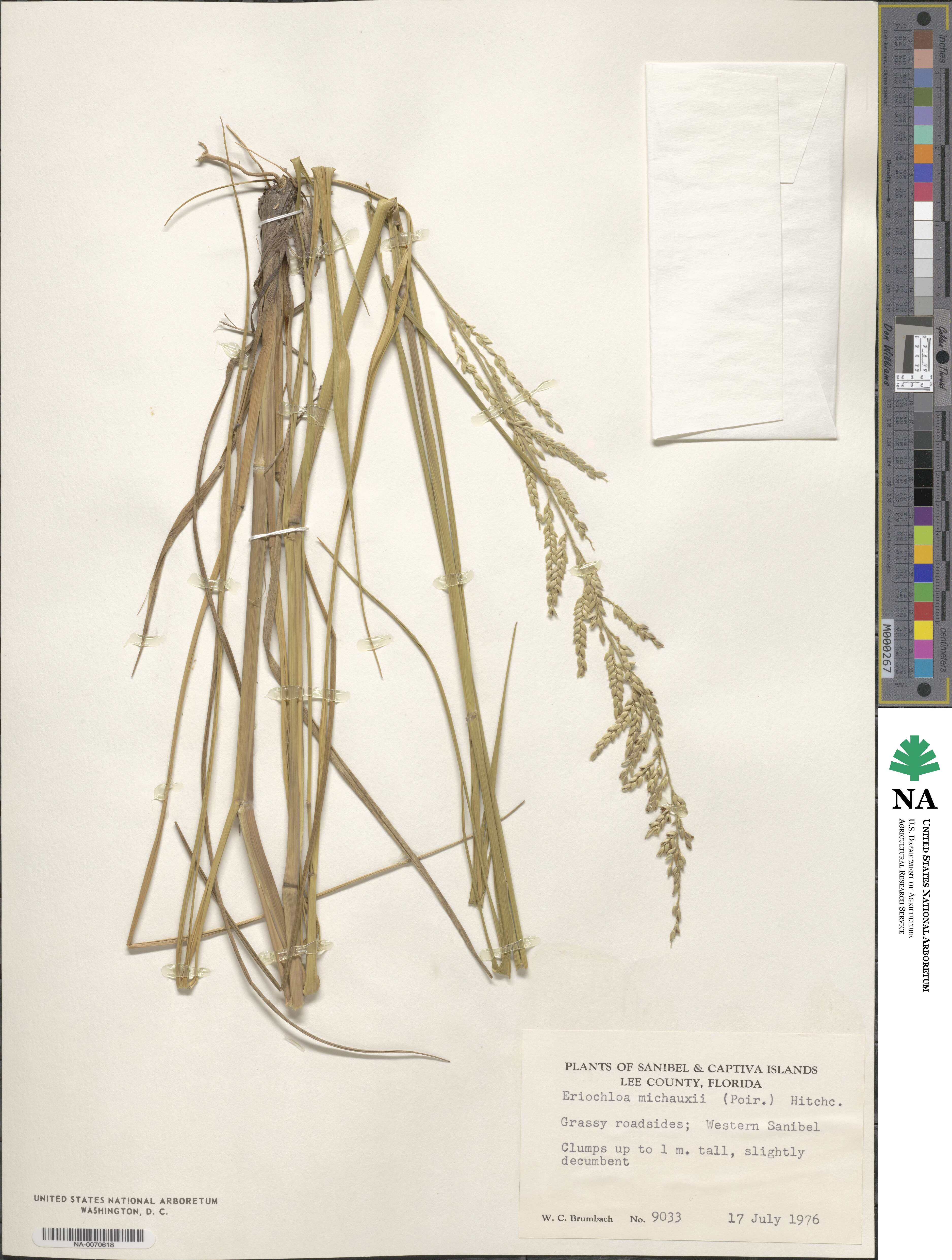 Eriochloa michauxii image