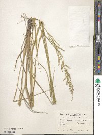 Eriochloa michauxii image