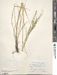 Eriochloa michauxii var. michauxii image