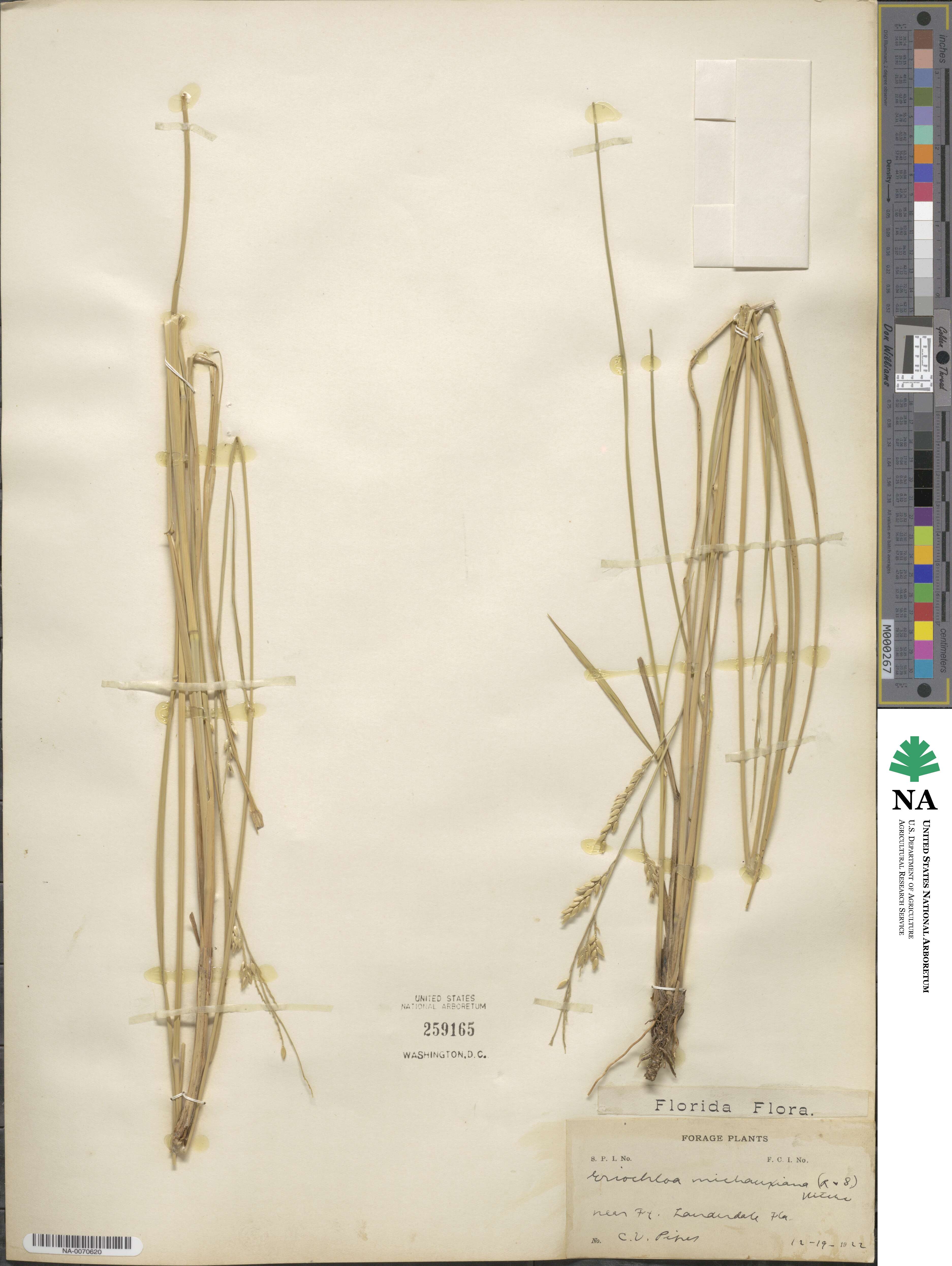 Eriochloa michauxii var. michauxii image