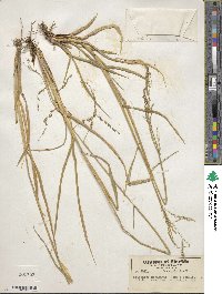 Eriochloa michauxii var. michauxii image