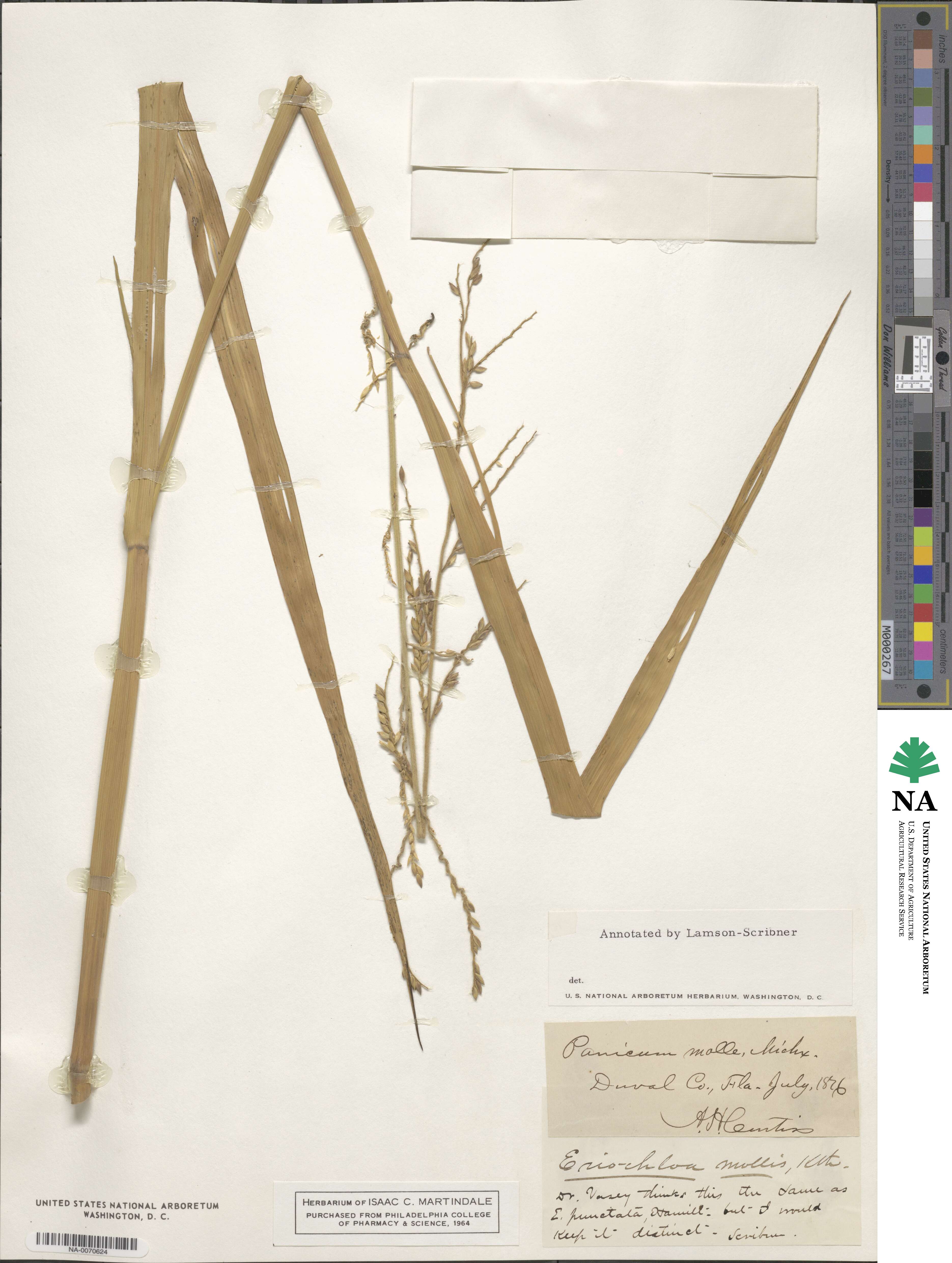 Eriochloa michauxii var. michauxii image